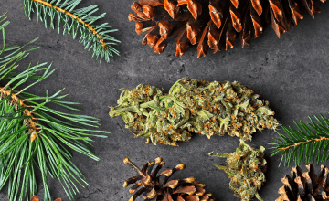 What Is a Terpene?