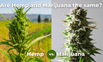 Are Hemp and Marijuana the Same?